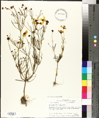 Coreopsis tinctoria image