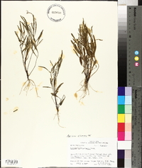 Coreopsis tinctoria image