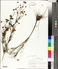 Coreopsis tinctoria image