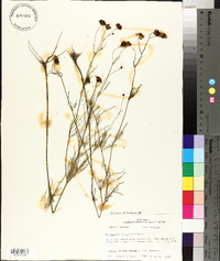 Coreopsis tinctoria image