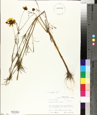 Coreopsis tinctoria image