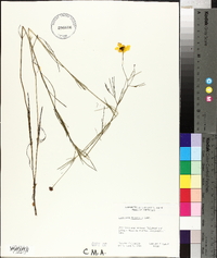 Coreopsis tinctoria image