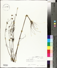 Coreopsis tinctoria image