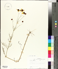 Coreopsis tinctoria image