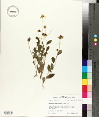 Rudbeckia amplexicaulis image