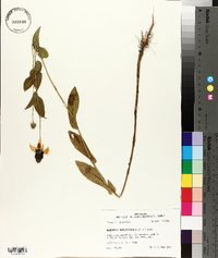 Rudbeckia amplexicaulis image