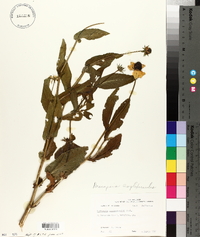 Rudbeckia amplexicaulis image