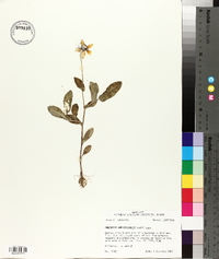 Rudbeckia amplexicaulis image