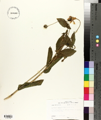 Rudbeckia amplexicaulis image