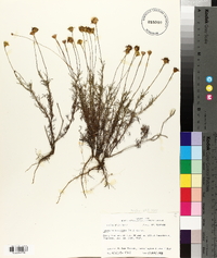 Thymophylla tenuiloba var. tenuiloba image