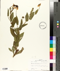 Rudbeckia amplexicaulis image