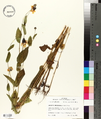 Rudbeckia amplexicaulis image