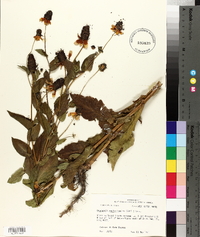 Rudbeckia amplexicaulis image