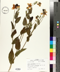 Rudbeckia amplexicaulis image