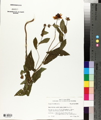 Rudbeckia amplexicaulis image