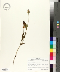 Rudbeckia amplexicaulis image