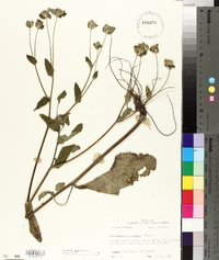 Elephantopus tomentosus image