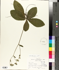 Elephantopus tomentosus image