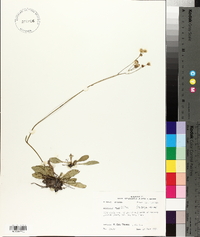 Erigeron vernus image