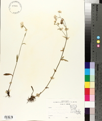 Erigeron tenuis image