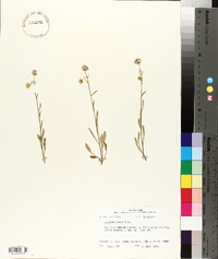 Erigeron tenuis image