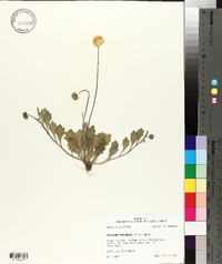 Erigeron procumbens image