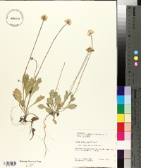 Erigeron procumbens image