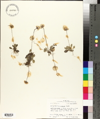 Erigeron procumbens image