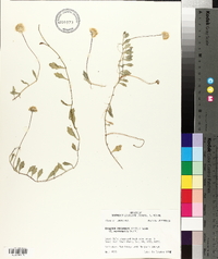 Erigeron procumbens image