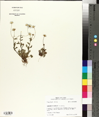 Erigeron tenuis image