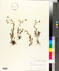 Erigeron tenuis image