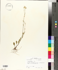 Erigeron tenuis image