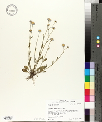 Erigeron tenuis image