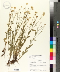 Erigeron tenuis image