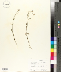 Erigeron tenuis image