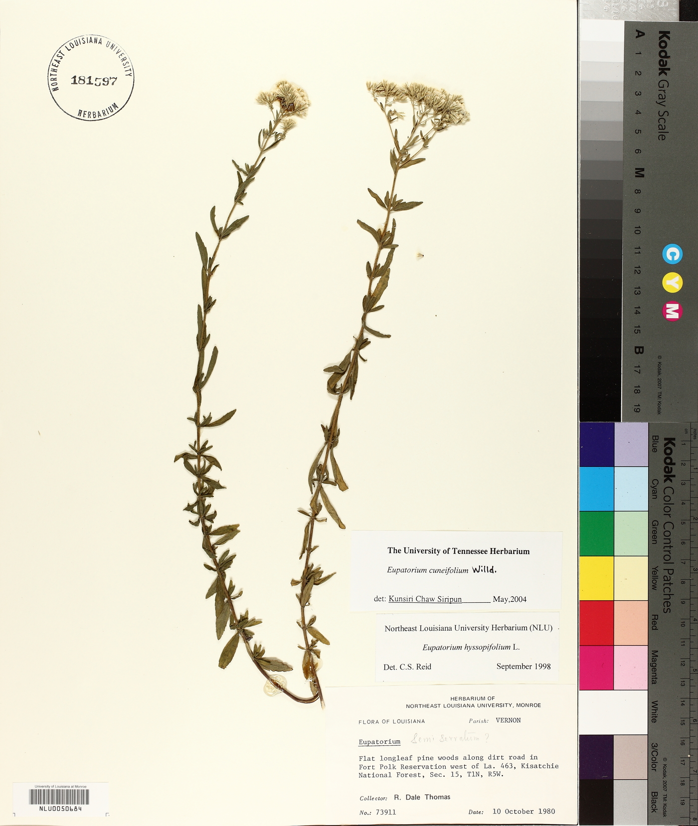 Eupatorium cuneifolium image