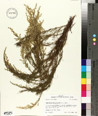 Eupatorium capillifolium image
