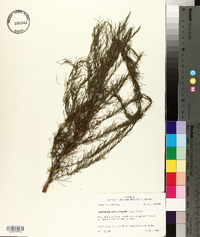 Eupatorium capillifolium image