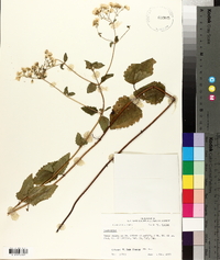 Ageratina aromatica image