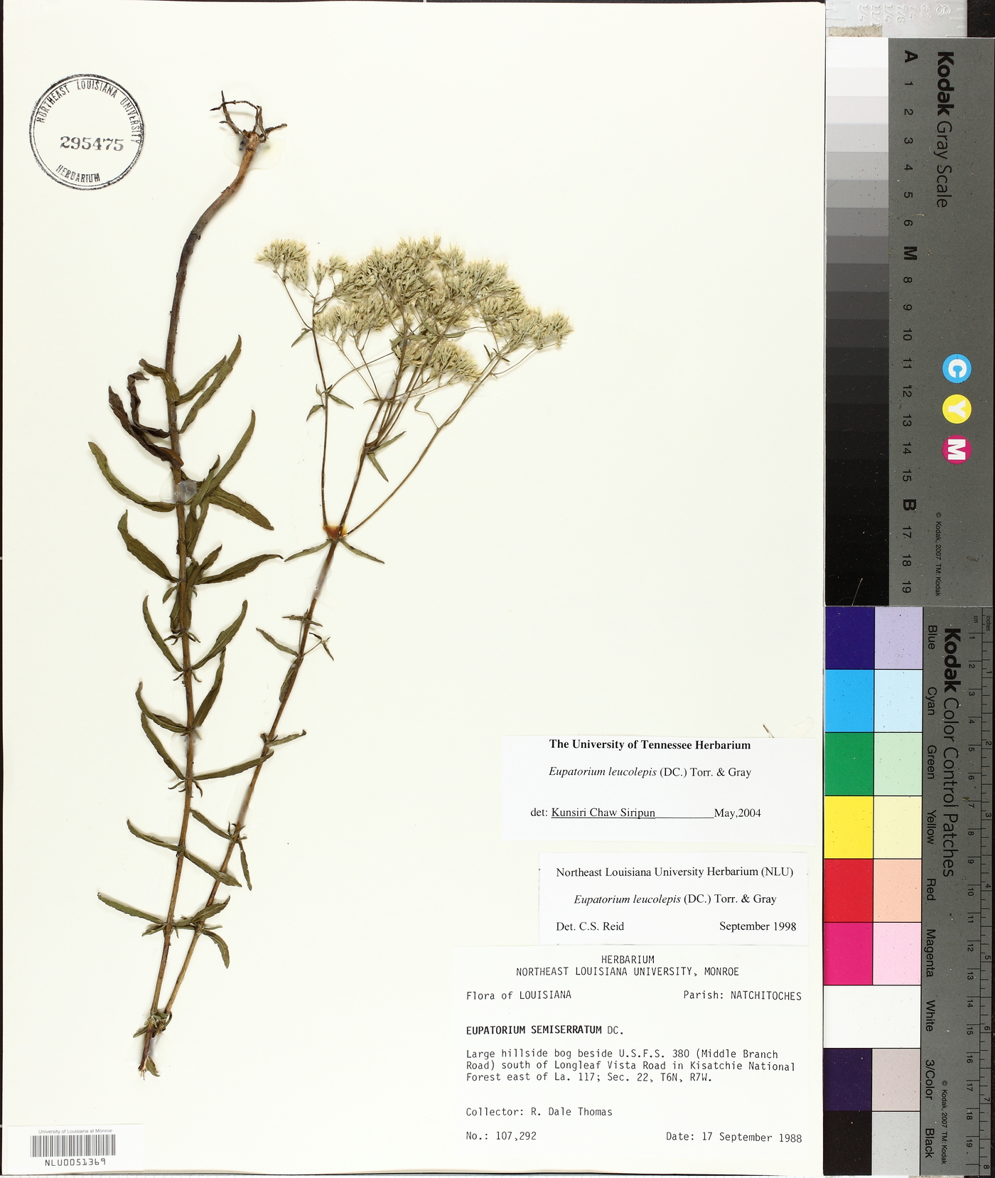 Eupatorium leucolepis image