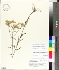 Eupatorium leucolepis image