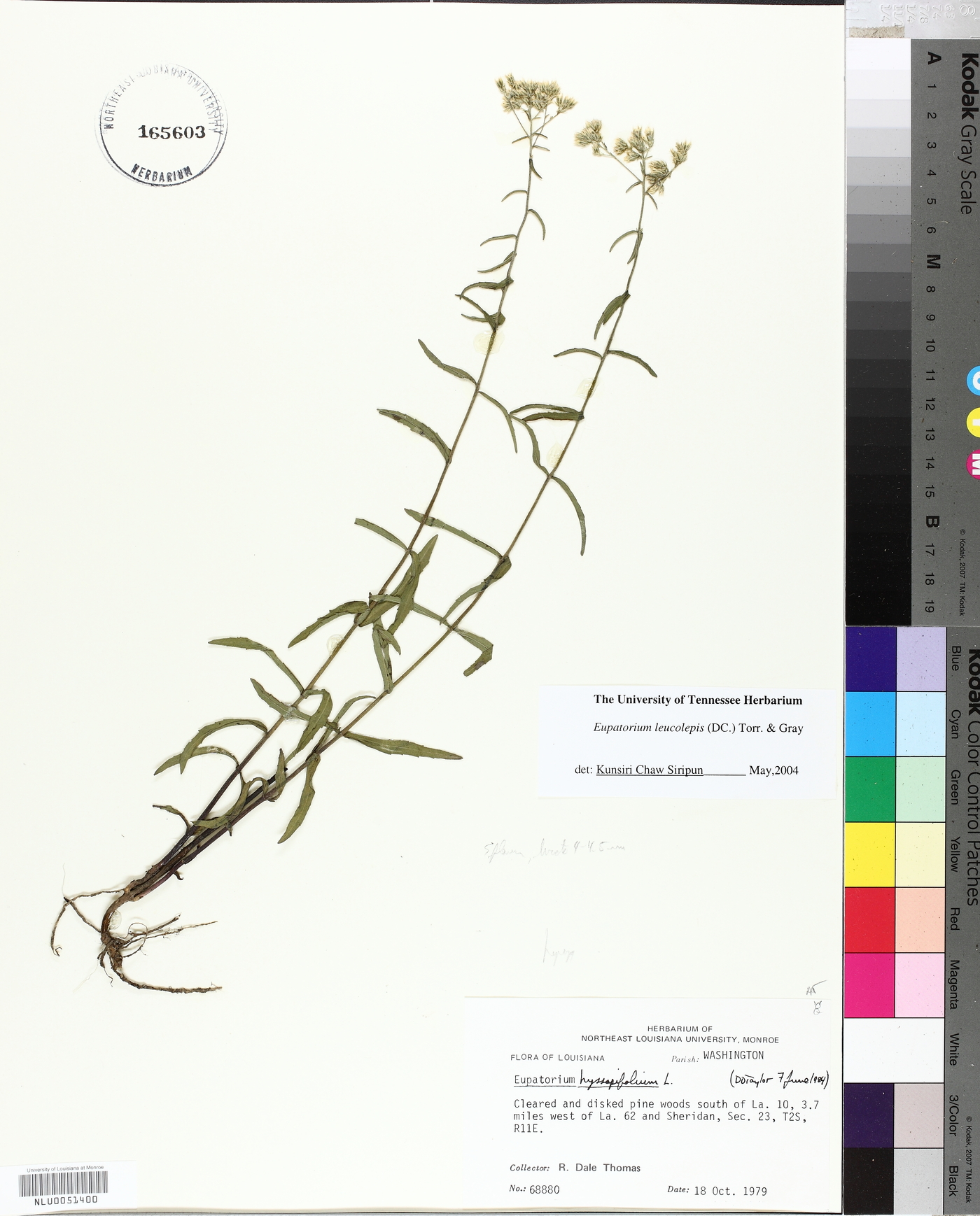 Eupatorium leucolepis image