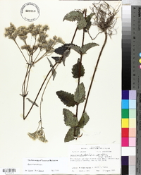 Eupatorium pilosum image