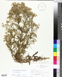 Eupatorium x pinnatifidum image
