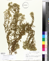 Eupatorium x pinnatifidum image