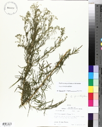 Eupatorium x pinnatifidum image