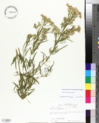 Eupatorium x pinnatifidum image