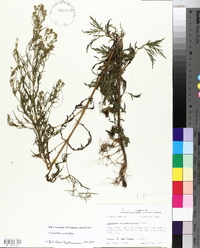 Eupatorium x pinnatifidum image