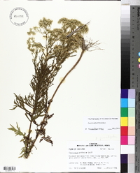 Eupatorium x pinnatifidum image