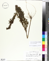 Eupatorium x pinnatifidum image